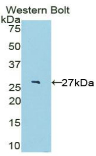 IL-22BP / IL22RA2 Antibody - Western blot of recombinant IL-22BP / IL22RA2.  This image was taken for the unconjugated form of this product. Other forms have not been tested.