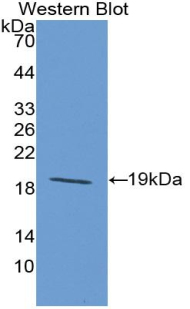 IL-33 Antibody - Western blot of recombinant IL33.