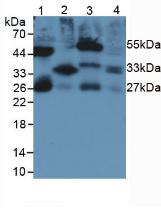 IL-33 Antibody - Western Blot; Sample: Lane1: Rat Serum; Lane2: Rat Lung Tissue; Lane3: Rat Intestine Tissue; Lane4: Rat Large Intestine Tissue.