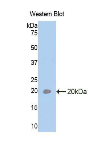 IL-33 Antibody - Western blot of recombinant IL33.  This image was taken for the unconjugated form of this product. Other forms have not been tested.