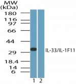 IL-33 Antibody - Western blot of human IL-33inHUVEC cell lysate in the 1) absence and 2) presence of immunizing peptide using antibody at1 ug/ml.