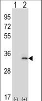 IL-33 Antibody - Western blot of IL33 (arrow) using rabbit polyclonal IL33 Antibody. 293 cell lysates (2 ug/lane) either nontransfected (Lane 1) or transiently transfected (Lane 2) with the IL33 gene.