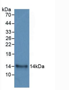 IL-33 Antibody - Western Blot; Sample: Recombinant IL33, Human.