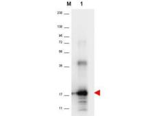 IL-33 Antibody - Western blot using anti-Human IL-33 antibody shows detection of a band ~18 kDa in size corresponding to recom-binant human IL-33 (lane 1). The identity of the higher molecular weight band is unknown. Molecular weight markers are also shown (M). After transfer, the membrane was blocked overnight with 3% BSA in TBS followed by reaction with primary antibody at a 1:1,000 dilution. Detection occurred using peroxidase conjugated anti-Rabbit IgG secondary antibody diluted 1:40,000 in blocking buffer for 30 min at RT followed by reaction with FemtoMax™ chemiluminescent substrate. Image was captured using VersaDoc™ MP 4000 imaging system (Bio-Rad).