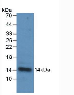 IL-33 Antibody - Western Blot; Sample: Recombinant IL33, Human.