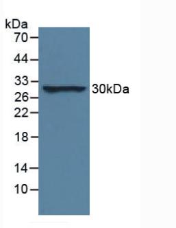 IL-33 Antibody - Western Blot; Sample: Rat Lung Tissue.