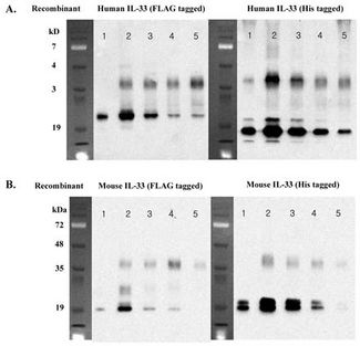 IL-33 Antibody - Immunoprecipitation of recombinant IL-33 proteins using anti-IL-33 (human), mAb (IL33026B) . Recombinant IL-33 proteins at different concentrations were precipitated by anti-IL-33 mAb (IL33026B). The precipitated proteins were separated by SDS-PAGE, electroblotted, and visualized by western blot. 1. Control 100ng. 2. IP : 1 ug. 3. IP : 500ng. 4. IP : 250ng. 5. IP : 125ng