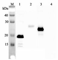 IL-33 Antibody - Western blot analysis using anti-IL-33 (human), mAb (IL33026B) at 1:2000 dilution. 1: Human IL-33 (His-tagged). 2: Human IL-33 (FLAG-tagged). 3: Mouse IL-33 (FLAG-tagged) (negative control).