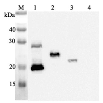IL-33 Antibody - Western blot analysis using anti-IL-33 (human), mAb (IL33068A) at 1:2000 dilution. 1: Human IL-33 (His-tagged). 2: Human IL-33 (FLAG-tagged). 3: Mouse IL-33 (FLAG-tagged) (negative control).