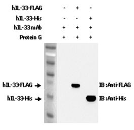 IL-33 Antibody - Immunoprecipitation of recombinant hIL-33 proteins using anti-IL-33 (human), mAb (IL33305B). Recombinant hIL-33 Proteins were precipitated. The precipitated proteins were separated by SDS-PAGE, electroblotted, and visualized by Western blot/ECL reaction with anti-FLAG or anti-His.