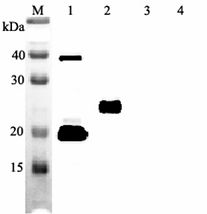 IL-33 Antibody - Western blot analysis of human IL-33 using anti-IL-33 (human), mAb (IL33305B) at 1:2,000 dilution. 1). Recombinant human IL-33 (His tagged). . 2). Recombinant human IL-33 (FLAG-tagged). . 3). Recombinant mouse IL-33 (FLAG-tagged). . 4). Other protein (His tagged, negative control).