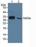 IL-33 Antibody - Western Blot; Sample: Lane1: Human Lung Tissue; Lane2: Rat Liver Tissue.
