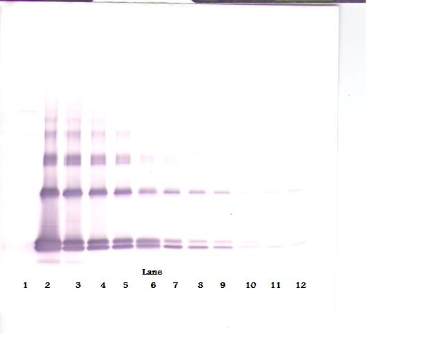 IL-33 Antibody - Western Blot (non-reducing) of IL-33 antibody. This image was taken for the unconjugated form of this product. Other forms have not been tested.
