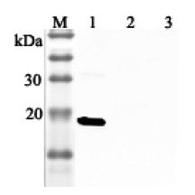 IL-33 Antibody - Western blot analysis using anti-IL-33 (human), pAb at 1:2000 dilution. 1: Human IL-33 (His-tagged). 2: Unrelated protein (His-tagged) (negative control). 2: Human single chain IL-23 (FLAG-tagged).  This image was taken for the unconjugated form of this product. Other forms have not been tested.