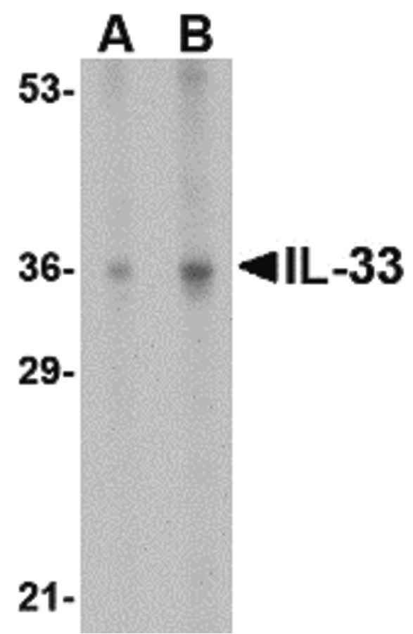 IL-33 Antibody - Western blot of IL-33 in human lymph node tissue lysate with IL-33 antibody at (A) 1 and (B) 2 ug/ml.