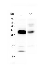 IL-33 Antibody - Western blot - Anti-IL33 Picoband Antibody