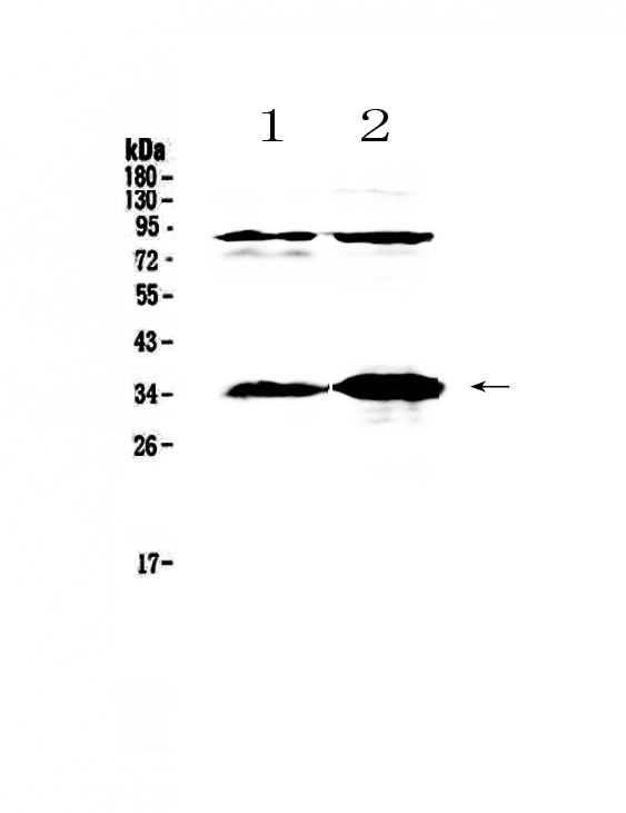 IL-33 Antibody - Western blot - Anti-IL33 Picoband antibody