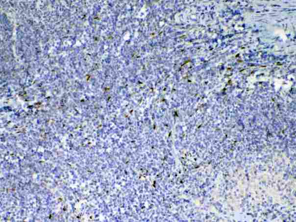 IL-33 Antibody - Immunohistochemistry - Anti-IL33 Picoband antibody
