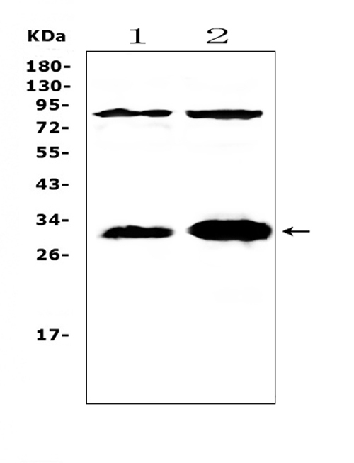 IL-33 Antibody - Western blot analysis of IL33 using anti-IL33 antibody. Electrophoresis was performed on a 5-20% SDS-PAGE gel at 70V (Stacking gel) / 90V (Resolving gel) for 2-3 hours. The sample well of each lane was loaded with 50ug of sample under reducing conditions. Lane 1: rat spleen tissue lysates,Lane 2: rat lung tissue lysates. After Electrophoresis, proteins were transferred to a Nitrocellulose membrane at 150mA for 50-90 minutes. Blocked the membrane with 5% Non-fat Milk/ TBS for 1.5 hour at RT. The membrane was incubated with rabbit anti-IL33 antigen affinity purified polyclonal antibody at 0.5 µg/mL overnight at 4°C, then washed with TBS-0.1% Tween 3 times with 5 minutes each and probed with a goat anti-rabbit IgG-HRP secondary antibody at a dilution of 1:10000 for 1.5 hour at RT. The signal is developed using an Enhanced Chemiluminescent detection (ECL) kit with Tanon 5200 system. A specific band was detected for IL33 at approximately 31-37KD. The expected band size for IL33 is at 31KD.