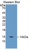 IL-33 Antibody - Western Blot; Sample: Recombinant IL33, Human.