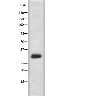 IL-33 Antibody - Western blot analysis IL33 using HeLa whole cells lysates