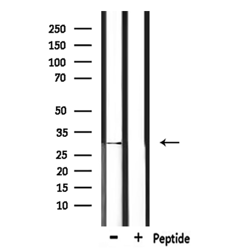 IL-33 Antibody - Western blot analysis of extracts of HepG2 cells using IL33 antibody.