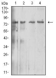 IL10RB Antibody - Western blot analysis using IL10RB mouse mAb against Hela (1), Jurkat (2), Ramos (3), and Raji (4) cell lysate.