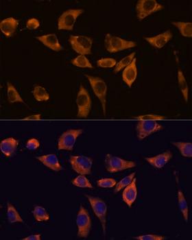 IL10RB Antibody - Immunofluorescence analysis of L929 cells using IL10RB Polyclonal Antibody at dilution of 1:100.Blue: DAPI for nuclear staining.