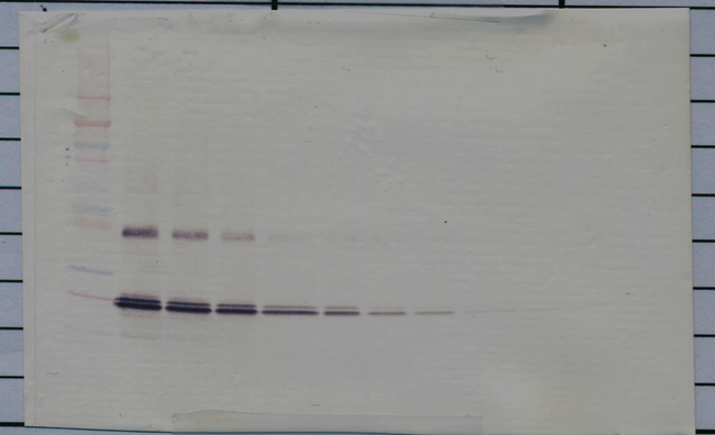 IL11 Antibody - Biotinylated Anti-Human IL-11 Western Blot Unreduced