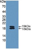 IL11RA Antibody - Western Blot; Sample: Recombinant IL11Ra, Mouse.
