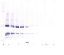 IL12 Antibody - Anti-Murine IL-12 Western Blot Reduced