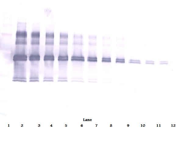 IL12 Antibody - Anti-Murine IL-12 Western Blot Unreduced