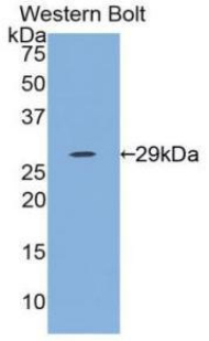 IL12A / p35 Antibody - Western blot of recombinant IL12A / p35.  This image was taken for the unconjugated form of this product. Other forms have not been tested.