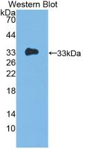 IL12A / p35 Antibody - Western Blot; Sample: Recombinant IL12A, Human.
