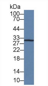 IL12A / p35 Antibody - Western Blot; Sample: Mouse RAW264.7 cell lysate; Primary Ab: 3µg/ml Mouse Anti-Human IL12A Antibody Second Ab: 0.2µg/mL HRP-Linked Caprine Anti-Mouse IgG Polyclonal Antibody