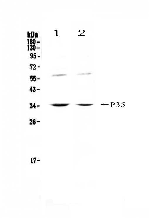 IL12A / p35 Antibody - Western blot - Anti-IL12A/Il 12 Picoband antibody