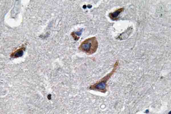 IL12A / p35 Antibody - IHC of IL-12A (T65) pAb in paraffin-embedded human brain tissue.