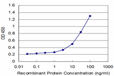 IL12RB2 Antibody - Detection limit for recombinant GST tagged IL12RB2 is approximately 1 ng/ml as a capture antibody.