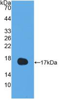 IL13 Antibody - Western Blot; Sample: Recombinant IL13, Human.