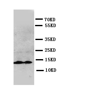 IL13 Antibody - WB of IL13 antibody. WB: Recombinant Rat IL-13 Protein 2.5ng.
