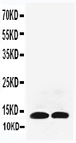 IL13 Antibody - Anti-IL-13 antibody, Western blotting All lanes: Anti IL-13 at 0.5ug/ml Lane 1: Recombinant Rat IL-13 Protein 5ng Lane 2: Recombinant Rat IL-13 Protein 2. 5ng Predicted bind size: 13KD Observed bind size: 13KD