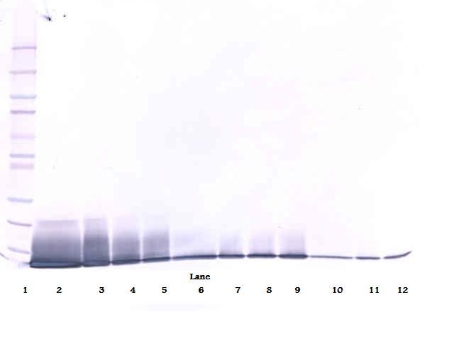 IL13 Antibody - Western Blot (non-reducing) of IL-13 antibody. This image was taken for the unconjugated form of this product. Other forms have not been tested.