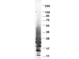 IL13 Antibody - Western blot using the protein-A purified anti-swine IL-13 antibody shows detection of recombinant swine IL-13 at 13.2kDa (arrow) raised in yeast. Protein was purified and resolved by SDS-PAGE, then transferred to PVDF membrane. Membrane was blocked with 3% BSA (BSA-30, diluted 1:10), and probed with Anti-swine IL-13. After washing, membrane was probed with Dylight 649 Conjugated Anti-Rabbit IgG (H&L) (Donkey) antibody.