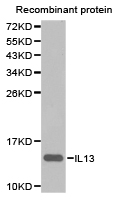 IL13 Antibody - Western blot of extracts of recombinant protein using IL13 antibody.