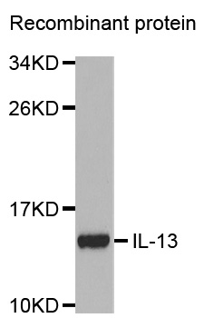 IL13 Antibody - Western blot analysis of extracts of recombinant protein.