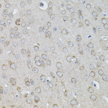 IL13 Antibody - Immunohistochemistry of paraffin-embedded mouse brain tissue.