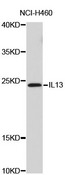 IL13 Antibody - Western blot analysis of extracts of NCI-H460 cells, using IL13 antibody. The secondary antibody used was an HRP Goat Anti-Rabbit IgG (H+L) at 1:10000 dilution. Lysates were loaded 25ug per lane and 3% nonfat dry milk in TBST was used for blocking.