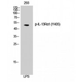 IL13RA1 / IL13R Alpha 1 Antibody - Western blot of Phospho-IL-13Ralpha1 (Y405) antibody