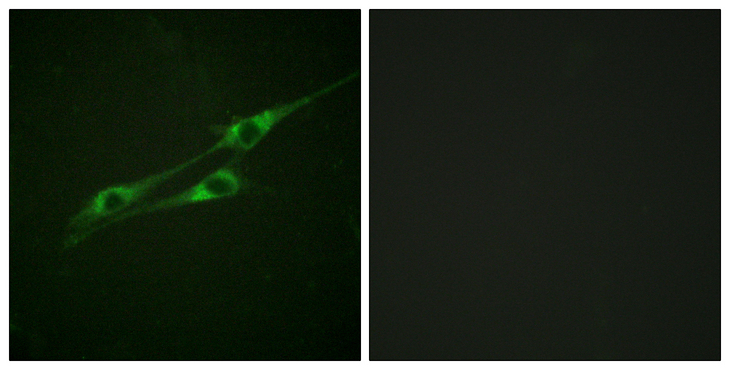 IL13RA1 / IL13R Alpha 1 Antibody - Immunofluorescence analysis of NIH/3T3 cells, using IL-13R/CD213 alpha1 Antibody. The picture on the right is blocked with the synthesized peptide.