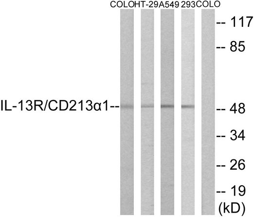 IL13RA1 / IL13R Alpha 1 Antibody - Western blot analysis of lysates from COLO, HT-29, A549, and 293 cells, using IL-13R/CD213 alpha1 Antibody. The lane on the right is blocked with the synthesized peptide.